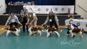 Dog Line up 